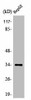 OR52E4 Antibody PACO01242