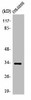 OR56B4 Antibody PACO01247