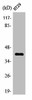 OR8S1 Antibody PACO01263