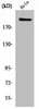 PHF3 Antibody PACO01330