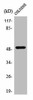 PPP4R1L Antibody PACO01360