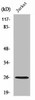 RAP2C Antibody PACO01409