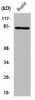 RHOBTB1/RHOBTB2 Antibody PACO01431