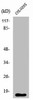 RPL27A Antibody PACO01439