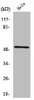 RSAD1 Antibody PACO01463
