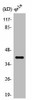 HTR1E Antibody PACO01534