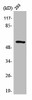 SYT1/SYT2 Antibody PACO01562