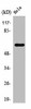 TBC1D3/TBC1D3B/TBC1D3C Antibody PACO01588
