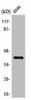 ZFP36L2 Antibody PACO01632