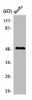 TMPRSS3 Antibody PACO01637