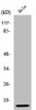 UBB/UBC/RPS27A/UBA52 Antibody PACO01667