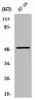 ZFYVE19 Antibody PACO01720