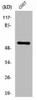 ZSCAN25 Antibody PACO01730