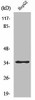 ZNF771 Antibody PACO01734