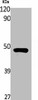 RASSF8 Antibody PACO01818