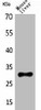 FGF5 Antibody PACO01903