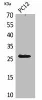 POLR3G Antibody PACO02164