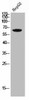 LILRB5 Antibody PACO02179