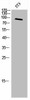 MERTK/TYRO3 Antibody PACO02320