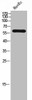 SLC30A9 Antibody PACO02322