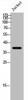 RRH Antibody PACO02355