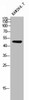 TCFL5 Antibody PACO02360