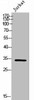 RAB40B Antibody PACO02383