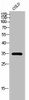 OR51A7 Antibody PACO02440