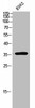 OR10A7 Antibody PACO02451