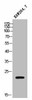 MOB3C Antibody PACO02515