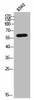 ARSK Antibody PACO02532