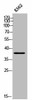 TMEM30B Antibody PACO02561