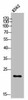 POLR3H Antibody PACO02585