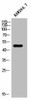 CADM4 Antibody PACO02634