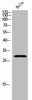 OR8G5 Antibody PACO02696