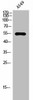 ZSCAN25 Antibody PACO02709