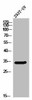 OR5W2 Antibody PACO02861