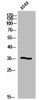 OR5B12 Antibody PACO02862