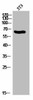MSN/RDX/EZR Antibody PACO02912