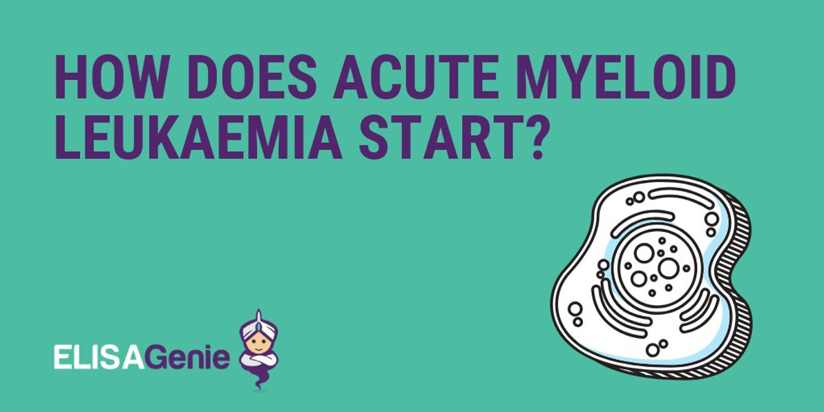  How does Acute Myeloid Leukaemia start?