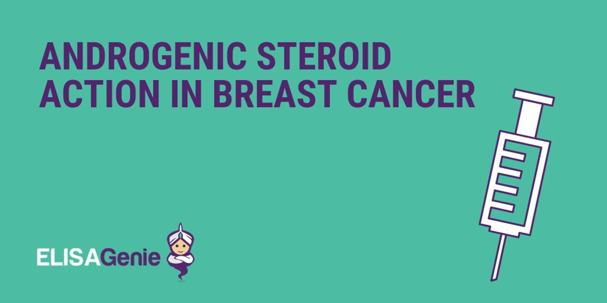 Androgenic steroid action in breast cancer