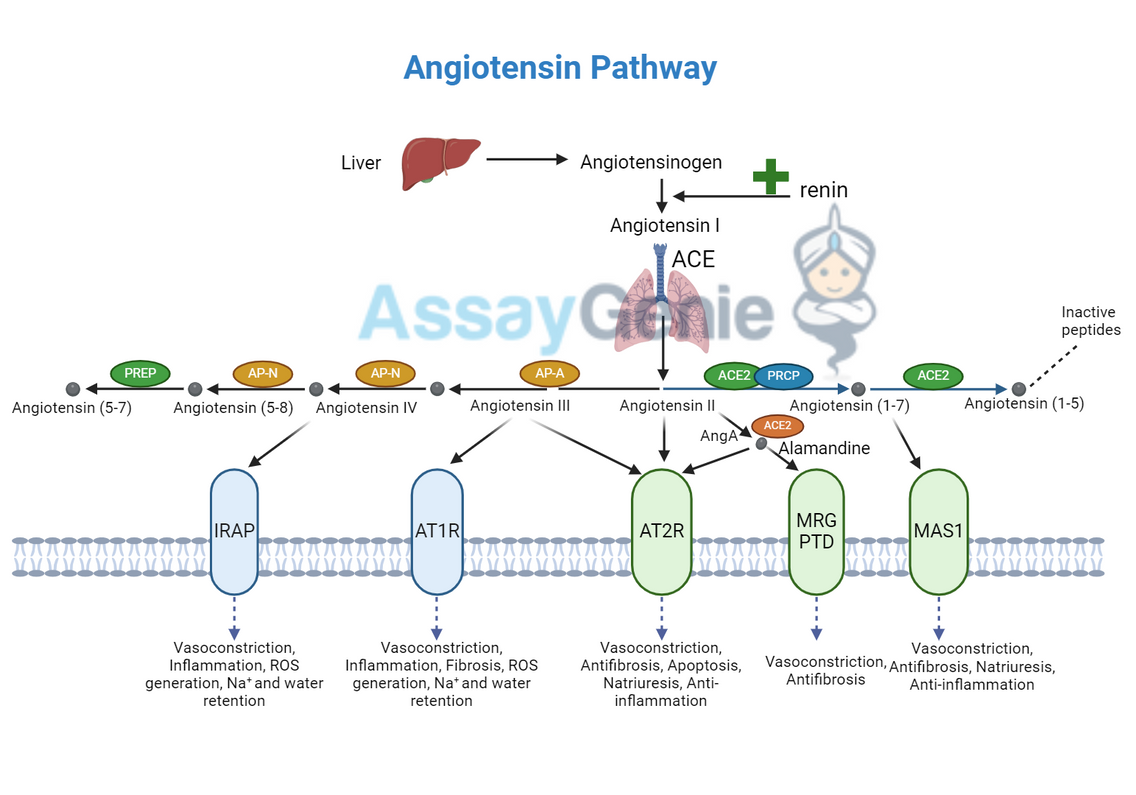 Angiotensin Pathways: Unlocking the Secrets to Blood Pressure Regulation and Beyond