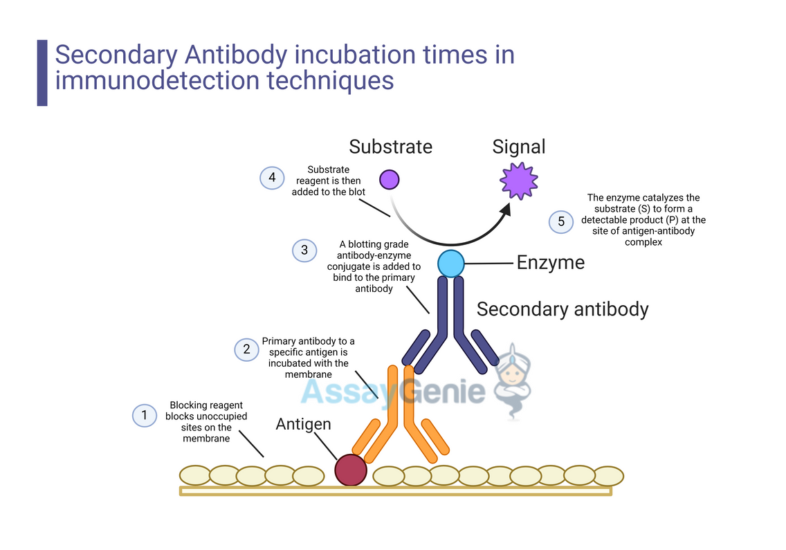 The Strategic Role of Secondary Antibody Incubation Times in Immunodetection Techniques