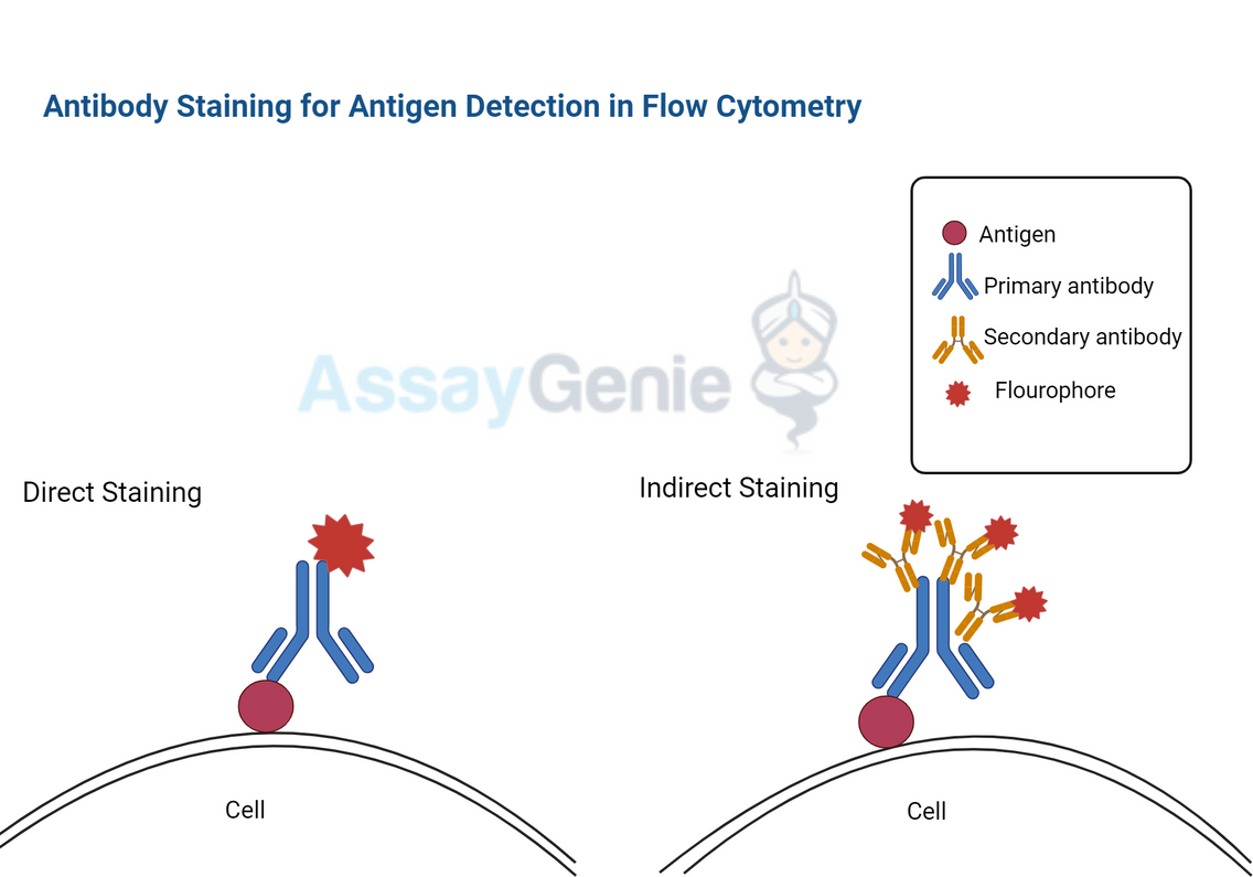 Understanding Antibody Staining for Antigen Detection in Flow Cytometry