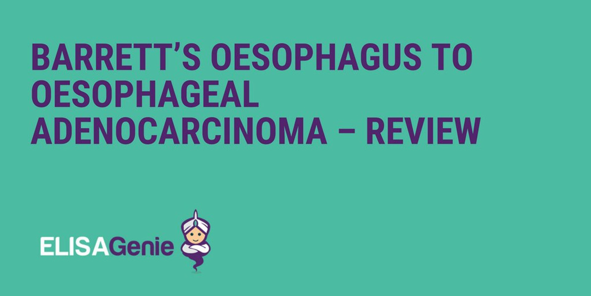 Barrett’s Oesophagus to Oesophageal Adenocarcinoma – Review