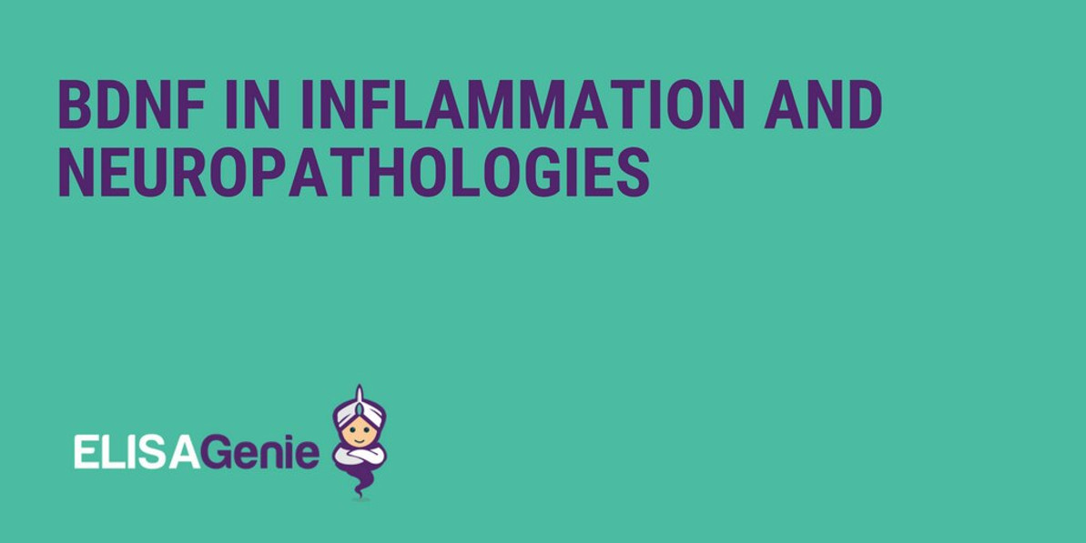 BDNF in inflammation and neuropathologies
