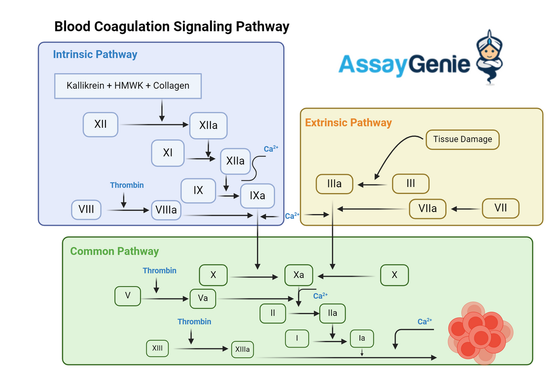 Blood Coagulation Signaling Pathways: A Critical Overview