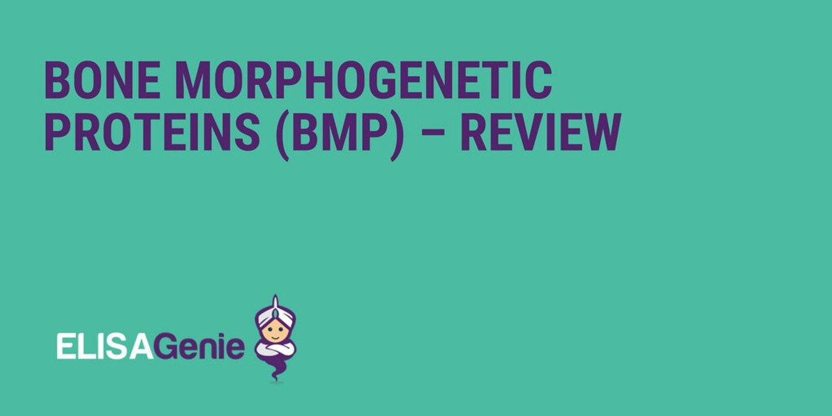 Bone Morphogenetic Proteins (BMP) – Review