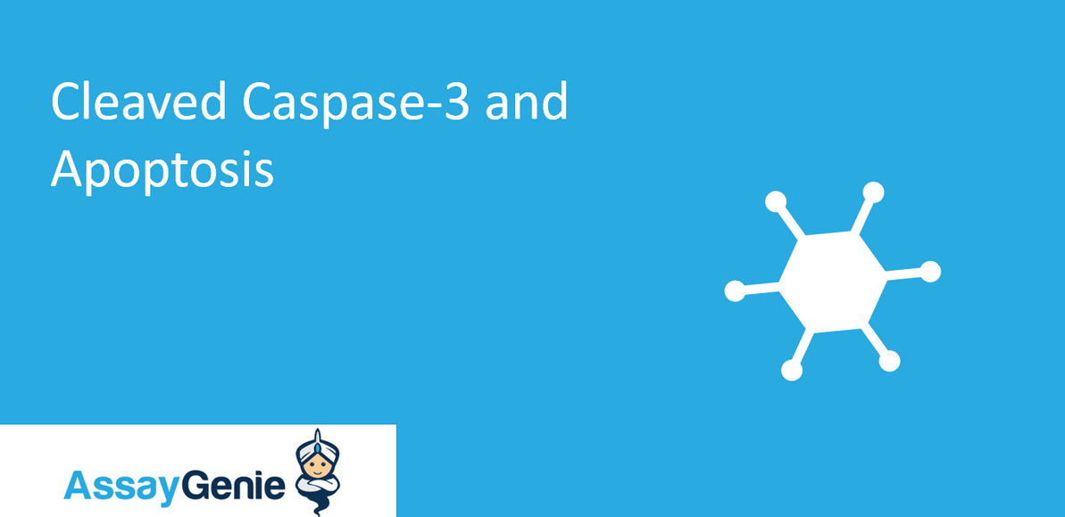 Cleaved Caspase-3 and Apoptosis