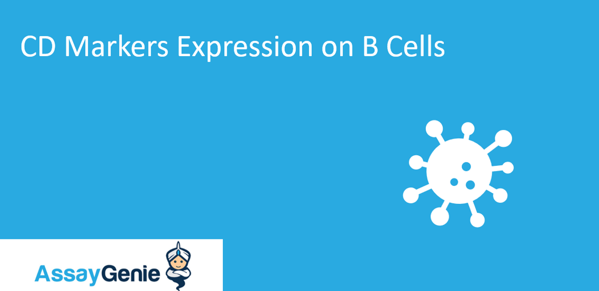 CD Markers Expression on B Cells